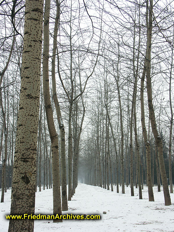 forest,trees,snow,nature,rows,order,